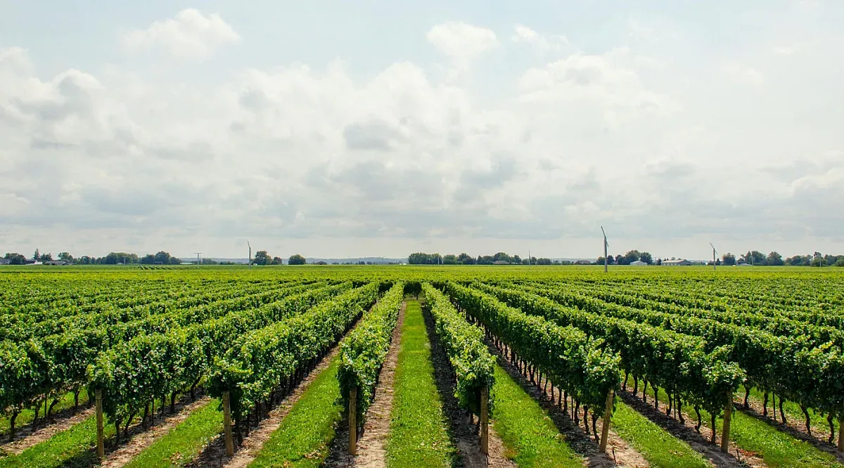 Как войната в Украйна и търговската война със САЩ ще повлияят на агросектора у нас?