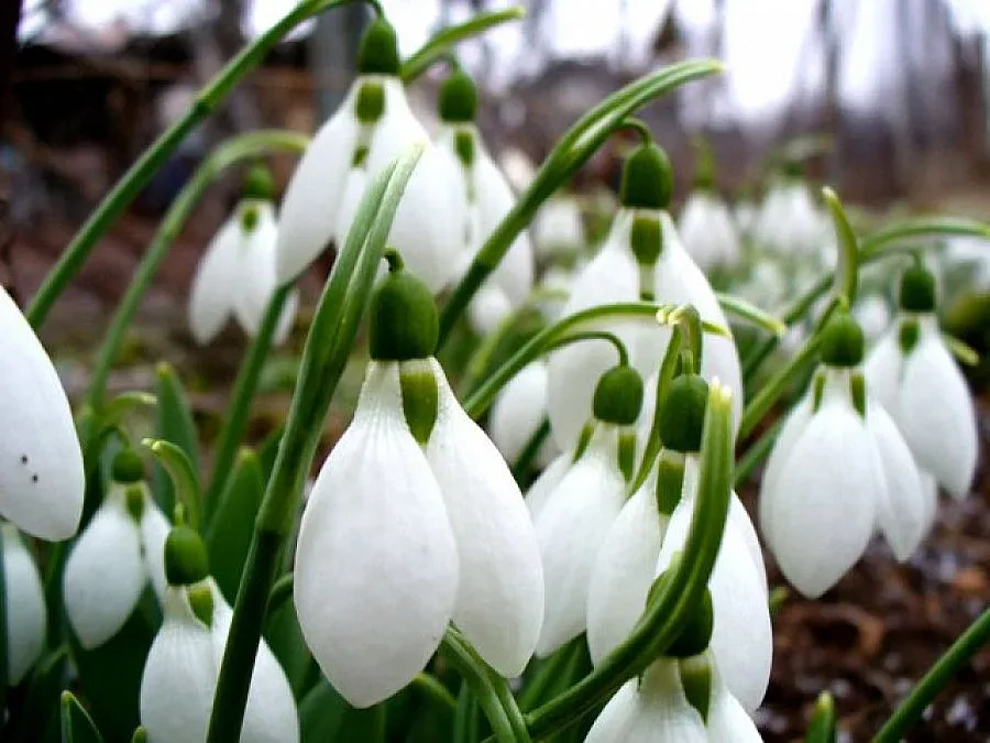 Пролетта продължава