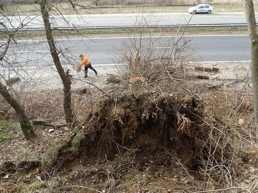 Силен вятър, паднали дървета и мазилки, 20 000 без ток в Западна България (ОБЗОР)