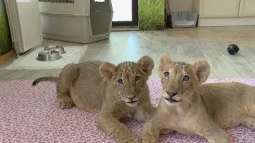 Лъвчетата Масуд и Терез заминават за Холандия в неделя