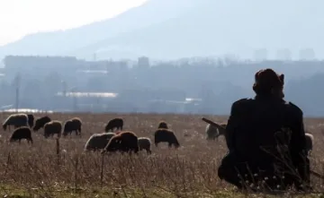 Искат внос на овчари от Молдова и Узбекистан