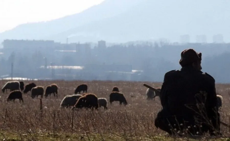 Искат внос на овчари от Молдова и Узбекистан