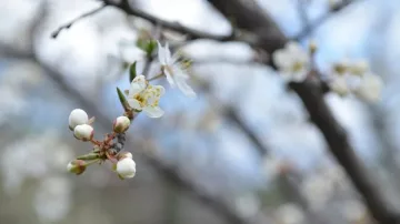 Пролетен четвъртък