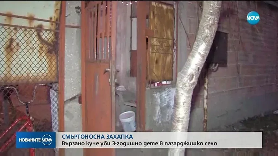 Държали гладен питбула-убиец /ОБНОВЕНА/