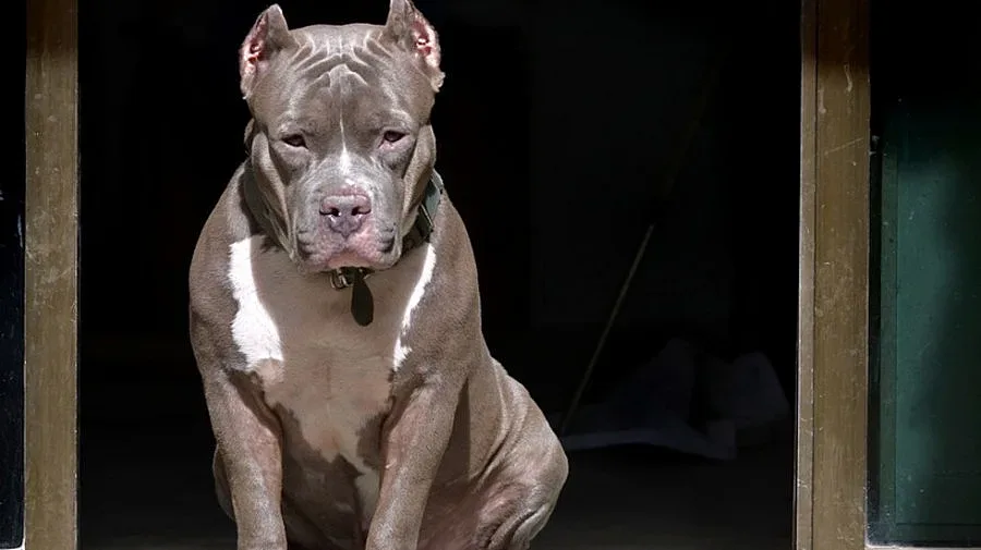 След като куче уби дете: Ще останат ли арестуваните зад решетките?