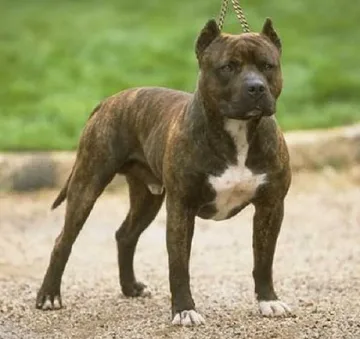 Питбул разкъса до смърт тригодишно дете