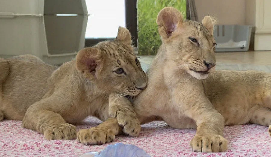 Зоопаркът в Пазарджик чака Терез и Масуд