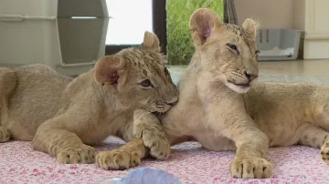 Административни пречки не позволяват лъвчетата Терез и Масуд да заминат за Холандия