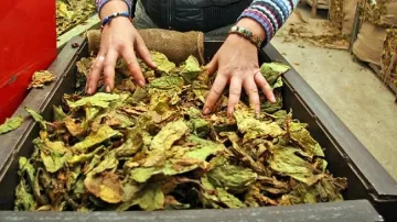 Залезът на тютюна в Източните Родопи