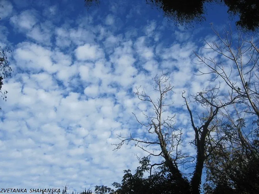 Топла Коледа