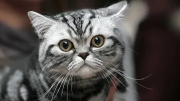 Котка оцеля след 40-минутно въртене в пералня