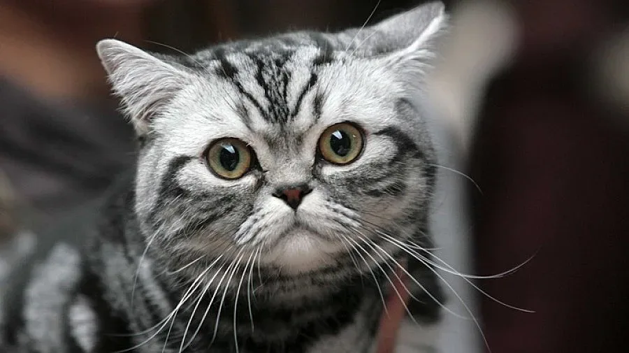 Котка оцеля след 40-минутно въртене в пералня