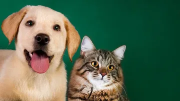 Кучетата са по-умни от котките