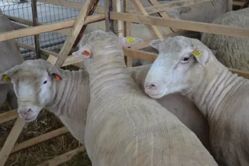 Подновяват износа на агнета за Турция