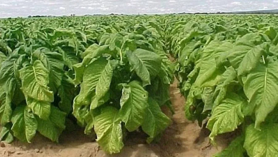 Гръцка фирма длъжник на тютюнопроизводители остана без лиценз