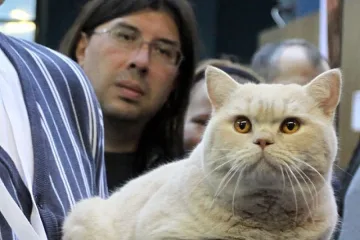 Най-красивите котки на изложба в София