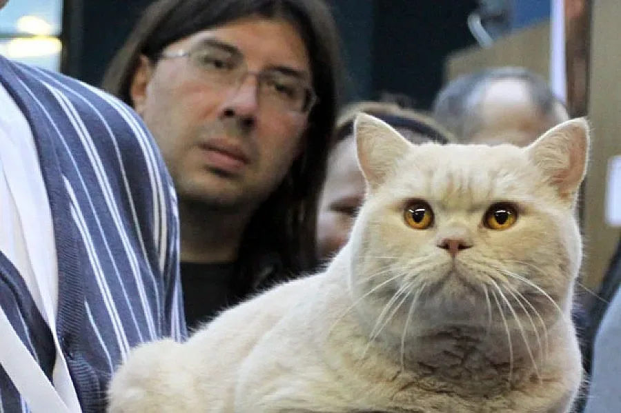 Най-красивите котки на изложба в София