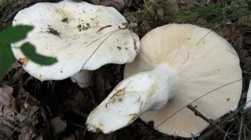 Трима в болница след гощавка с горски гъби