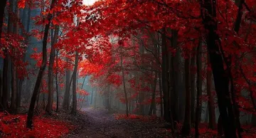 Слънце на юг, мъгливо на север