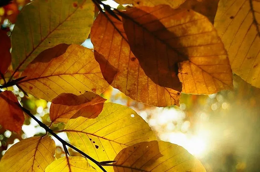 Повече слънце