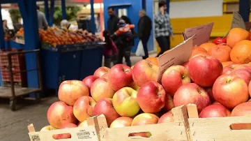 Студът унищожи над 300 тона ябълки в Кюстендил