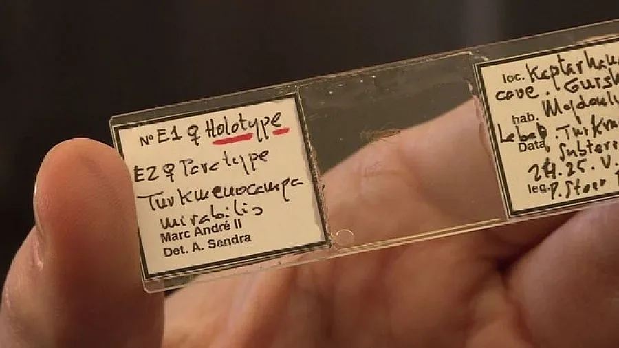 Български учен откри нов вид членестоного