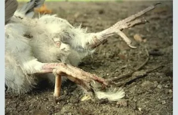 Четири огнища на птичи грип открити в страната