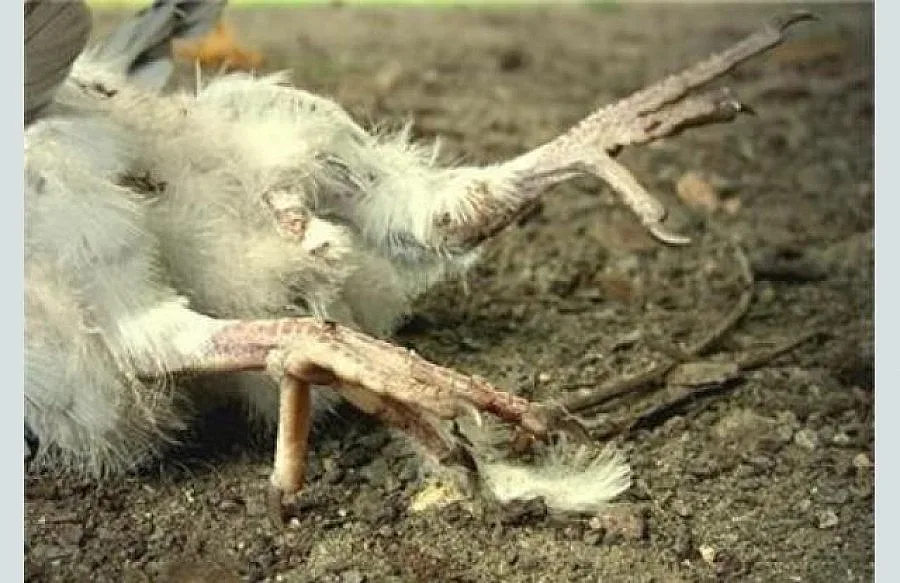 Четири огнища на птичи грип открити в страната