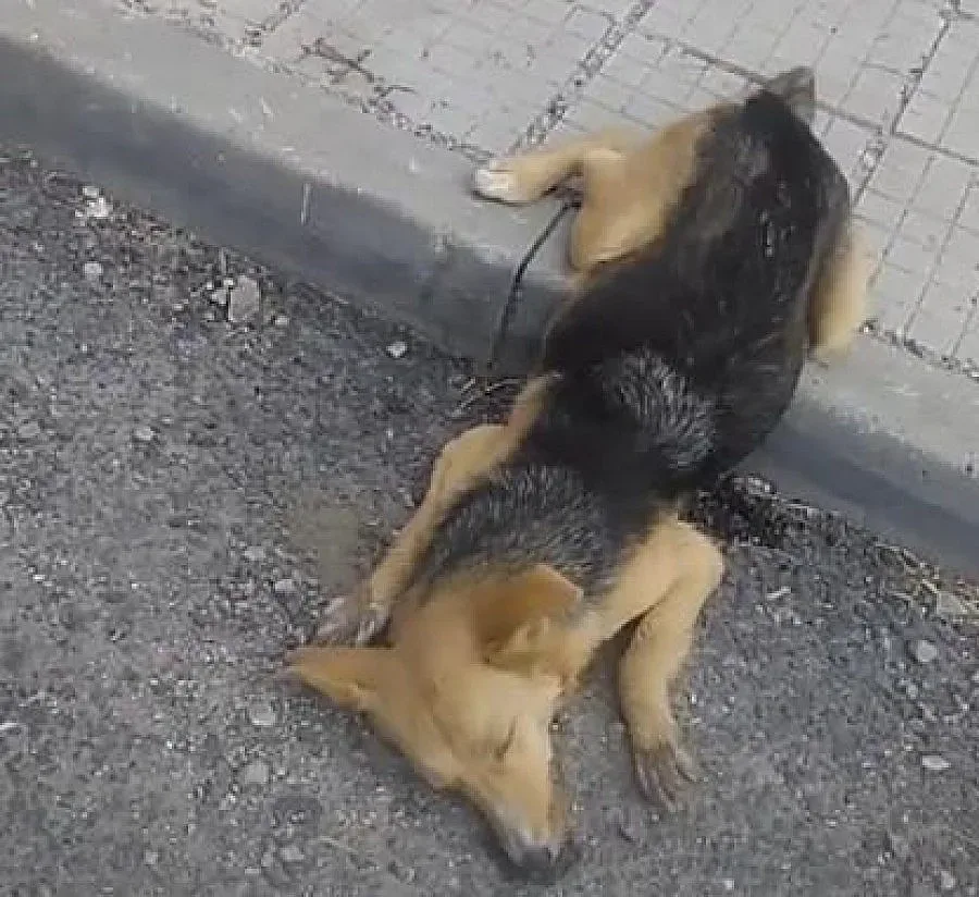 Разследват масово изтребване на кучета в Перник