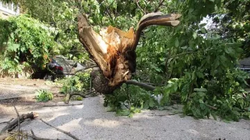 Вятър изкорени дървета в Добричко и спря тока във Врачанско