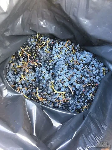 Правят добро вино от реколта 2017 без повишаване на цената