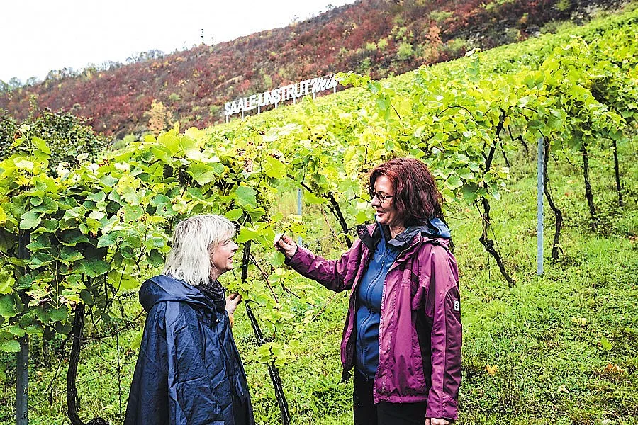 Българска снаха бори ерозията в лозята на Саксония-Анхалт