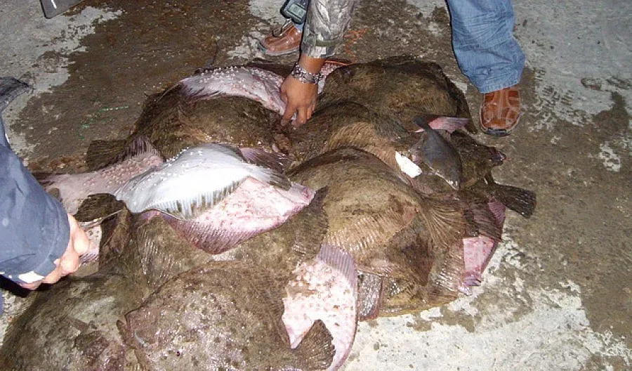 Договорихме по-голям улов на калкан