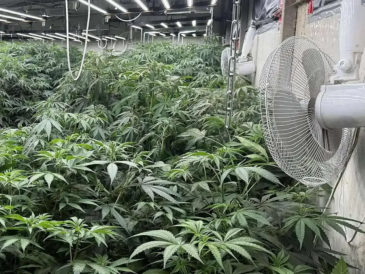 Решават съдбата на прокурорския син, заловен с  марихуана