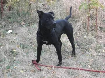 Питбул наръфа дете