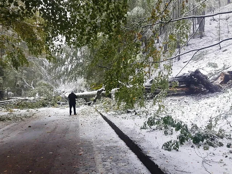 Инж. Дончо Атаносов: Унищожена е 50% вековна гора на Петрохан