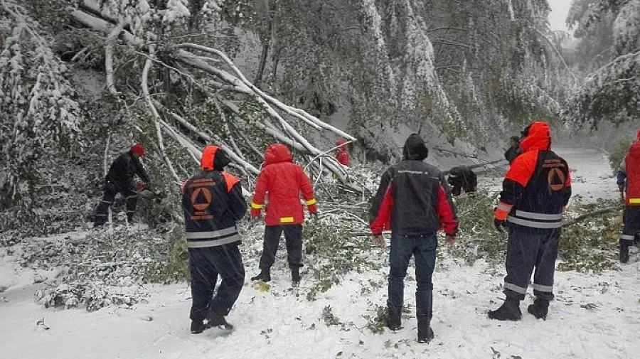 Снегът събори дървета на "Петрохан"