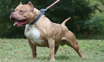 Питбул отхапа ухото на столичанин, арестуваха собственика 