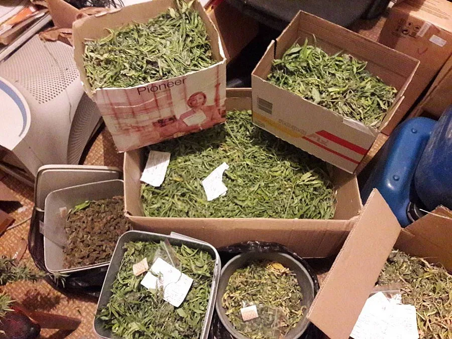 Разбиха банда с лаборатории за марихуана