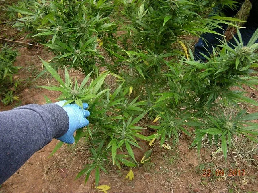 ГДБОП откри нива с канабис край София