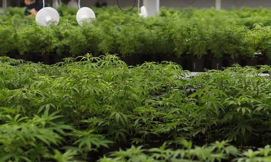 Откриха уникална оранжерия за канабис в Нови пазар