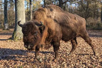 Застреляха животно, което се появи в Германия за пръв път от 250 години