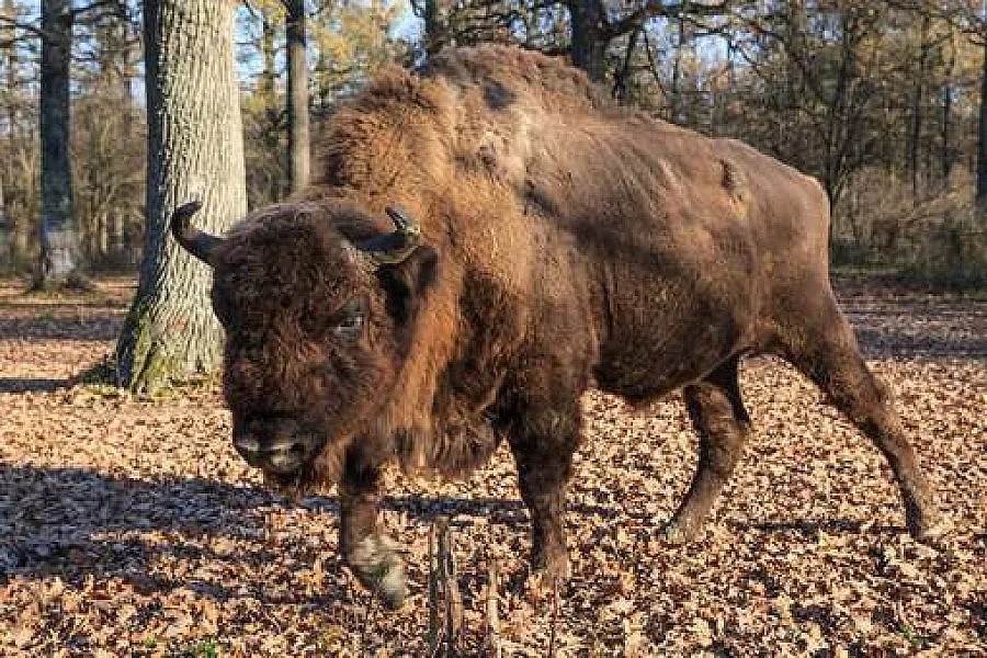 Застреляха животно, което се появи в Германия за пръв път от 250 години