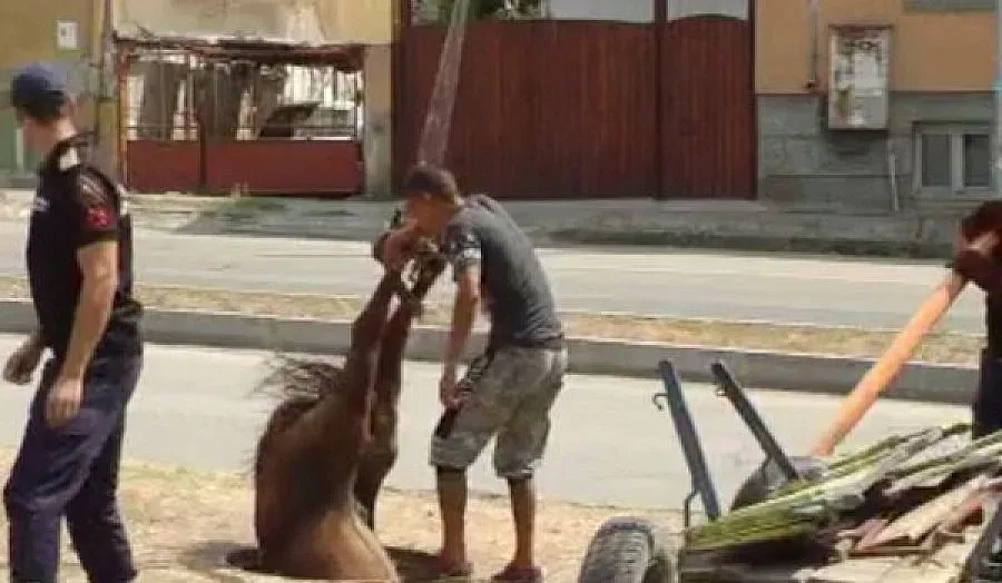 Пожарникари вадиха кон с кран с шахта