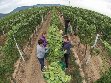 В Русенско се жалват от липса на берачи