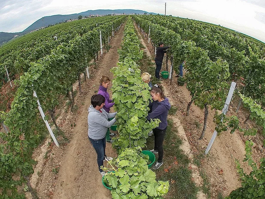 В Русенско се жалват от липса на берачи