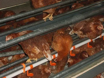 Кокошки бълват 130 000 съмнителни яйца на ден