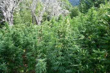Откриха 2 тона канабис в петрички села