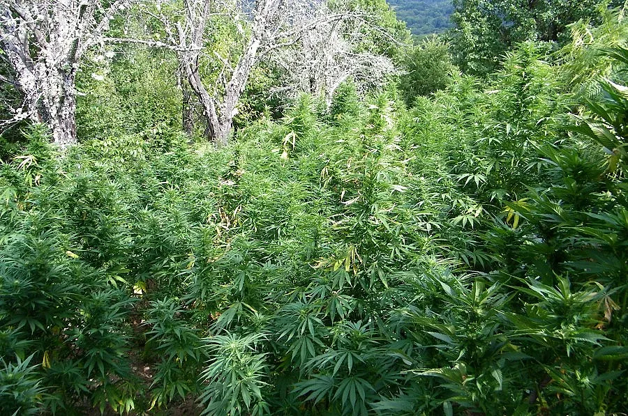 Откриха 2 тона канабис в петрички села