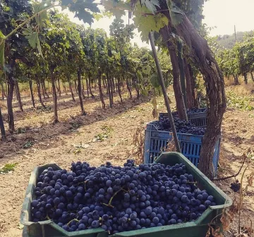 Жандармерия пази гроздето в Пазарджишко